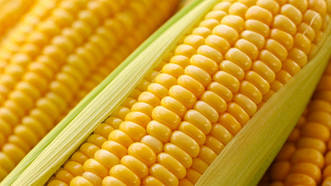 Гібрид Платинум ФАО 340 насіння кукурудзи