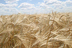 Насіння ярового ячменю Маджестік, Seed Grain Company (Еліта)