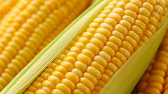 Гібрид Аргентум ФАО 250 насіння кукурудзи