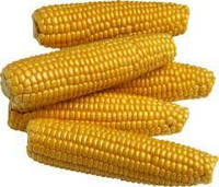 СОЛОНЯНСКИЙ (ФАО 310) семена кукурузы