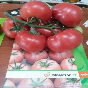 Насіння томату «Мамстон F1» (Mamston F1) 500 шт.