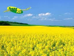 Маршал (Терра Юг)