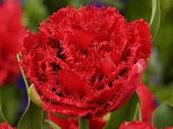 Луковиці Тюльпана Махрово + Бахромчастого Lion King 10/11