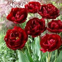 Луковиці Тюльпана Махрово + Бахромчастого Robinho 10/11