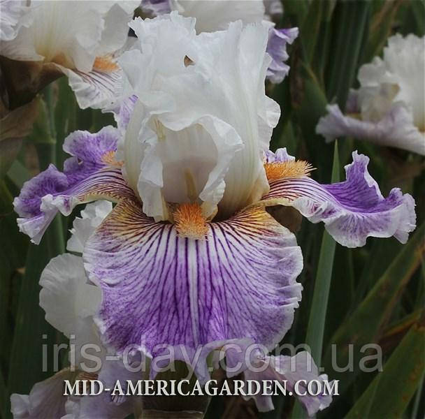 Ірис Hope Spring Eternal Хоп Спринг Етернал (Johnson 2018) (сажники), фото 1