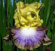 Ірис Definition Дефінішин (Sutton 2011) (сажники), фото 1