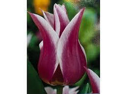 Луковиці Тюльпана Лілієподібного Claudia 10/11