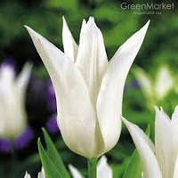 Луковиці Тюльпана Лілієподібного Tres Chic 10/11