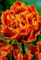 Луковиці Тюльпана Махрово + Бахромчастого Gold Dust 10/11