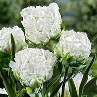 Луковиці Тюльпана Махрово + Бахромчастого Snow Crystal 11/12