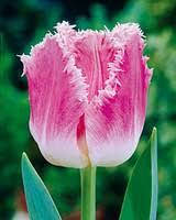 Луковиці Тюльпана Бахромчастого Dallas 10/11