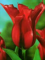 Луковиці Тюльпана Лілієподібного Burgundy 10/11