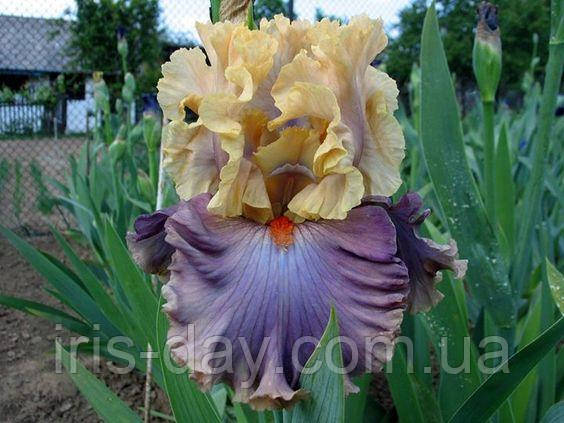 Ірис Lady Bratislava Леді Братислава (Mego 2015) (сажниці), фото 1