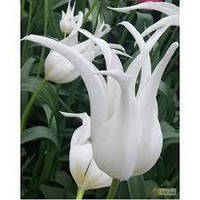 Луковиці Тюльпана Лілієподібного White Star 10/11