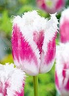 Цибулини Тюльпана Бахромчатого Siest 10/11