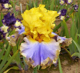 Ірис Barbara Rider Барбара Райдер (Johnson 2015) (сажільники)