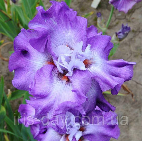 Ірис Full Disclosure Фул Дискложе (Johnson 2013) (сажінці), фото 1