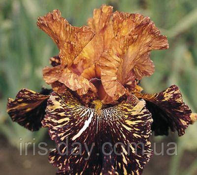Ірис Spiced Tiger Спайст Тайгер (Kasperek 1995) (сажінки), фото 1