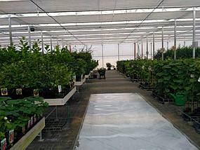 так виглядає розсадник у вже готовій теплиці поруч під плівкою