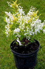 Дейція витончена Aurea 2 річна, Дейція витончена Ауреа, Deutzia gracilis Aurea, фото 3