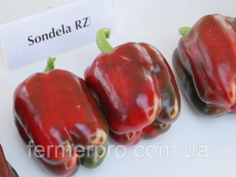 Насіння перцю Сондела F1/Ondela F1 1000 насіння Rijk Zwaan, фото 1