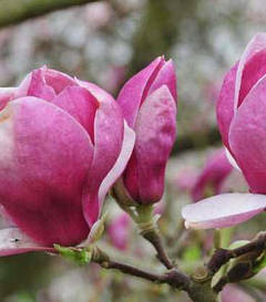 Магнолія Суланжа Lombardy Rose 2 річна, Магнолія Суланжа Ломбарді Роуз, Magnolia X soulangeana Lombardy Rose