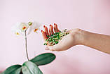 РОЗТОРОПША проростки Sadovе 100% Bio Organic, пророщене насіння розторопші 25 г, фото 7