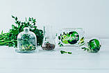 РОЗТОРОПША проростки Sadovе 100% Bio Organic, пророщене насіння розторопші 25 г, фото 6
