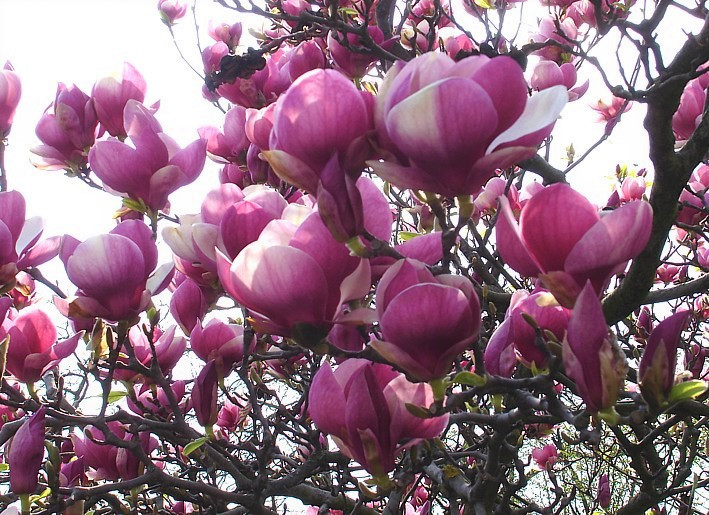 Магнолія Суланжа Rustica Rubra 3 річна 0,7-1м, Магнолія Суланжа Рустика Рубра, Magnolia soulangeana Rustica