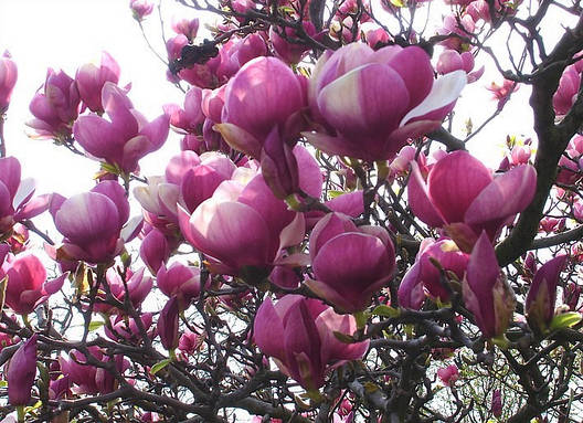 Магнолія Суланжа Rustica Rubra 3 річна 0,7-1м, Магнолія Суланжа Рустика Рубра, Magnolia soulangeana Rustica, фото 1