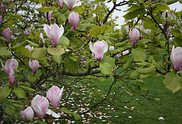 Магнолія Суланжа Rustica Rubra 3 річна 0,7-1м, Магнолія Суланжа Рустика Рубра, Magnolia soulangeana Rustica, фото 5