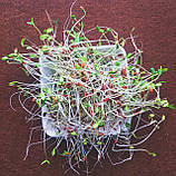 ЛЬОН ТЕМНИЙ, Мікрозелень, насіння льону органічного для вживання в їжу та для пророщування, 200 грамів, фото 4