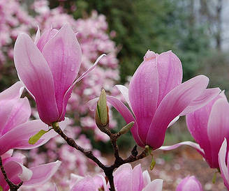 Магнолія Суланжа Verbanica 2 річна, Магнолія Суланжа Вербаника, Magnolia X soulangeana Verbanica