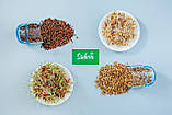 Паростки ПШЕНИЦІ Wheatgrass Sadovе 50 г, фото 8