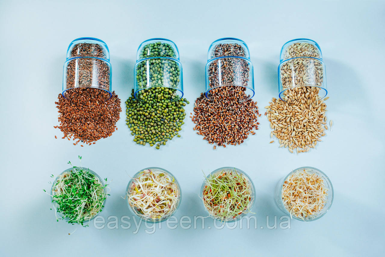 ПШЕНИЦА СВЕТЛАЯ Микрозелень, зерно семена пшеницы органической для проращивания 200 грамм - фото 1 - id-p792373999