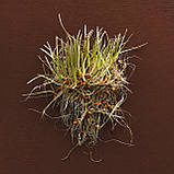 ПШЕНИЦЯ та РОЖЬ, селекція 2 в 1, зерно Тритикале органічне для пророщування 450 грамів, фото 4