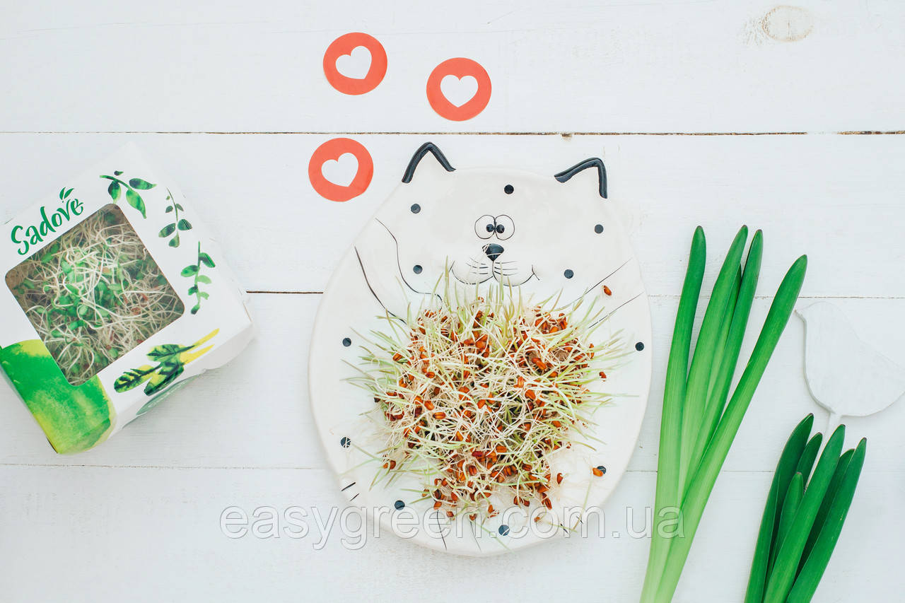 ПШЕНИЦЯ СВІТЛА Мікрозелень, зерно насіння пшениці органічне для пророщування 200 грамів, фото 1