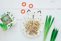 ПШЕНИЦЯ СВІТЛА Мікрозелень, зерно насіння пшениці органічне для пророщування 200 грамів