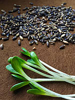 РОЗТОРОПША Мікрозелень плямиста органічні насіння для пророщування 100 грам