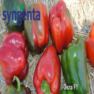 ЕКЛА F1/EKLA F1, 500 насіння — перець солодкий, кубоподібний, Syngenta, фото 3