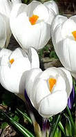 Цибулини Крокусів великоквіткових Jeanne d Ark 7/8