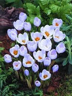 Цибулини Крокусів ботанічних Blue Pearl