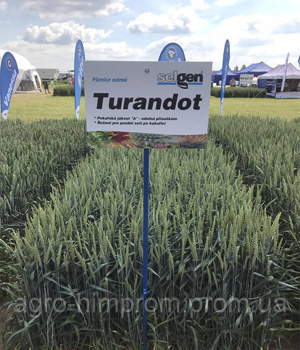 Озима пшениця пшениця Турандот СН-1 - 100ц/га, Чехія