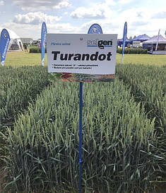 Озима пшениця пшениця Турандот СН-1 - 100ц/га, Чехія