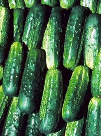 ПОТОМАК F1 / POTOMAC F1, 100 насіння — огірок бджолинозапальний, Seminis