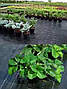Агротканина 100г/кв.м 1,05м х 50м чорна, мульчуюча, поліпропіленова Agreen, Китай, фото 5