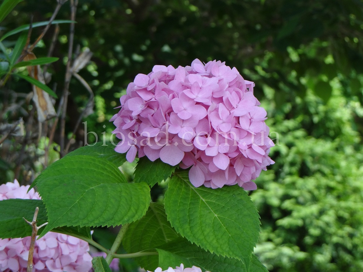 Гортензія Mini Penny Pink (Hydrangea Mini Penny Pink)