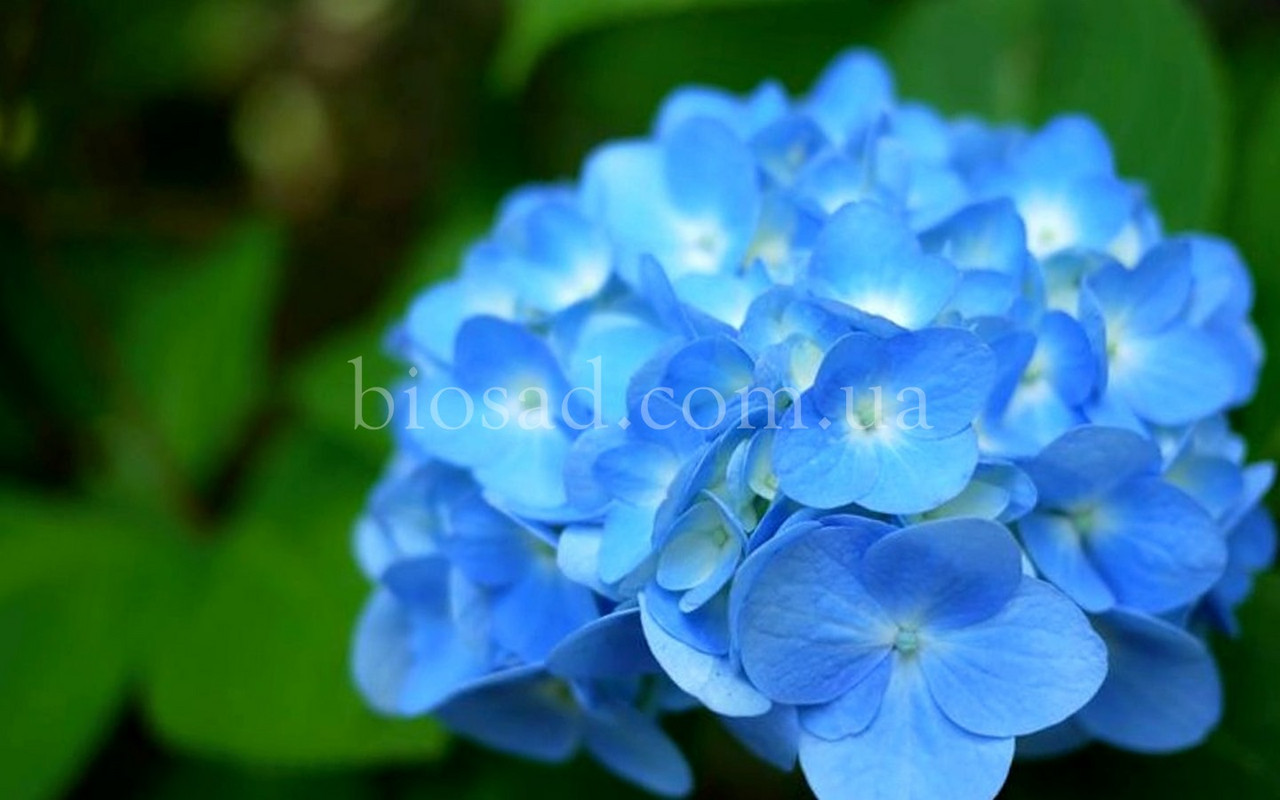 Гортензія Mini Penny Blue (Hydrangea Mini Penny Blue)