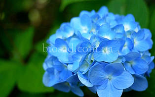 Гортензія Mini Penny Blue (Hydrangea Mini Penny Blue)