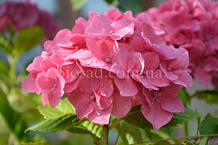 Гортензія Kumiko (Hydrangea Kumiko), фото 1